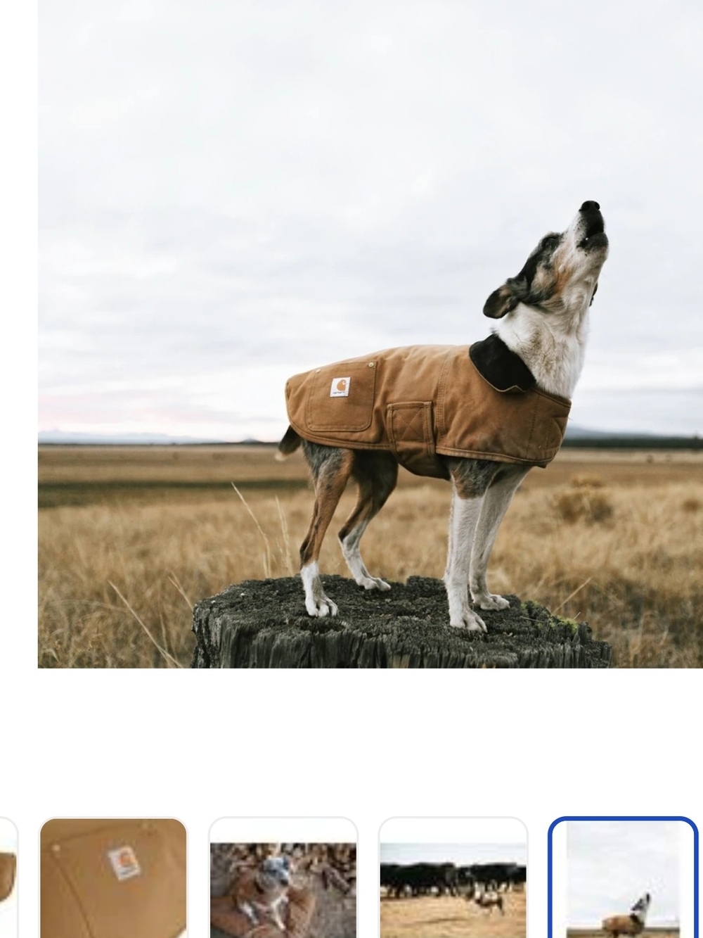Carhartt Insulated CHORE COAT DOG medium